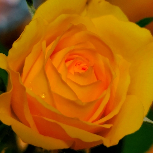 Meet your Posher, Luna. (Photo taken by me!) - Picture 1 of 1